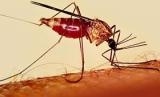 Гендерный геноцид комаров уничтожит малярию