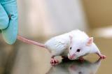 Ученые поставили под сомнение эксперименты на мышах