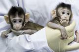 Ученые впервые клонировали обезьян