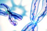 Ученые открыли загадку фермента бессмертия
