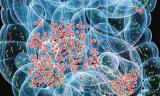 Неожиданное открытие: в головном мозге обитают кишечные бактерии