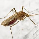 Ученые усомнились в безопасности средства от комаров