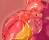 Ученые смогут отключить развитие гипертрофии сердца