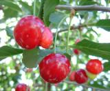 Вишня поможет от бессонницы