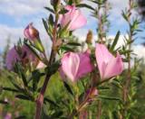 Եզնարգել դաշտային - Стальник полевой - Ononis arvensis L.