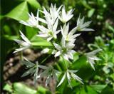 Ղանձիլ - Черемша - Allium ursinum L.