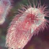 Общий вес бактерий в теле человека составляет 2 кг