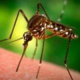 Ученые пересадили хоботок москита для защиты от малярии