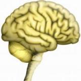 Кора мозга – хранилище интеллекта человека
