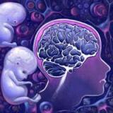 Холестерин нужен для развития мозга