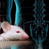 Ученые заставили парализованных крыс ходить