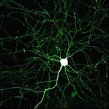 Нейроны могут обмениваться сигналами, не контактируя