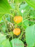 Ֆիզալիս սովորական - Физалис обыкновенный - Alkekengi