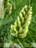 Астрагал — Astragalus