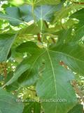 Инжир - Figs