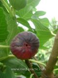 Инжир - Figs
