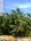 Можжевельник — Juniperus L.