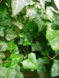 Բաղեղ սովորական - Плющ обыкновенный - Hedera helix L.