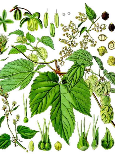 Գայլուկ սովորական - Хмель обыкновенный - Humulus lupulus L.