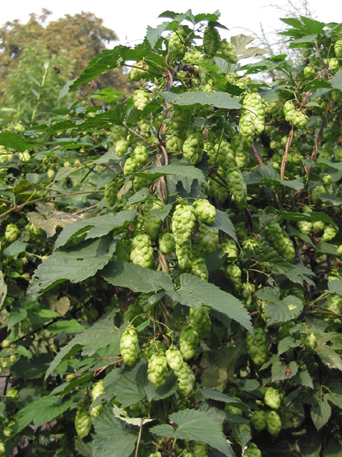 Գայլուկ սովորական - Хмель обыкновенный - Humulus lupulus L.