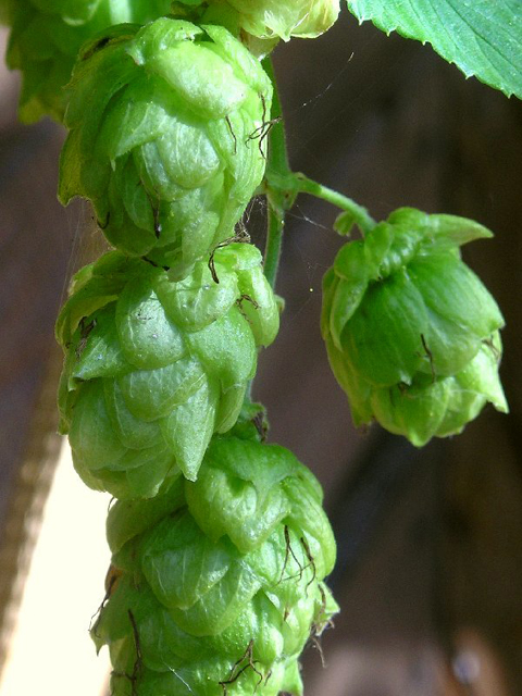 Գայլուկ սովորական - Хмель обыкновенный - Humulus lupulus L.
