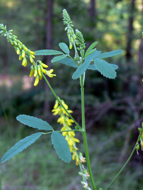 Իշառվույտ դեղատու - Донник лекарственный - Melilotus officinalis (L.) Pall