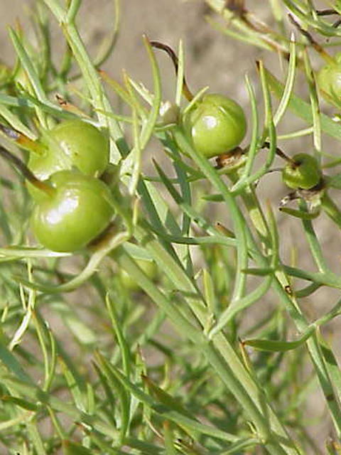 Սպանդ սովորական - Могильник обыкновенный - Peganum harmala L.