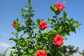 Հիբիսկուս` &laquo;Փարավոնների ըմպելիքի&raquo; գաղտնիքները