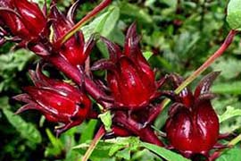 Հիբիսկուս` &laquo;Փարավոնների ըմպելիքի&raquo; գաղտնիքները.