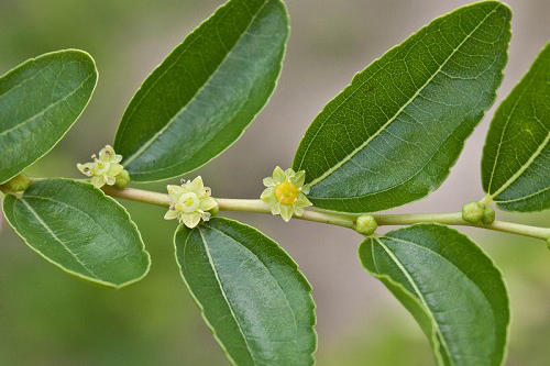 Унаби (зизифус или китайский финик)- Ziziphus jujuba, Ziziphus sinensis