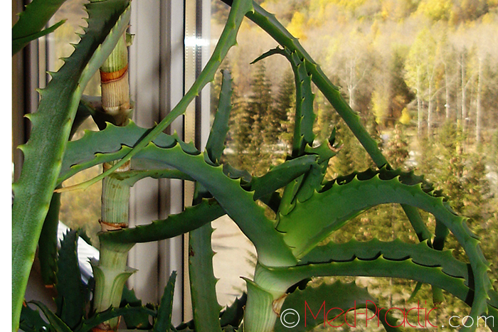 Հալվե &ndash; Алоэ - Aloe