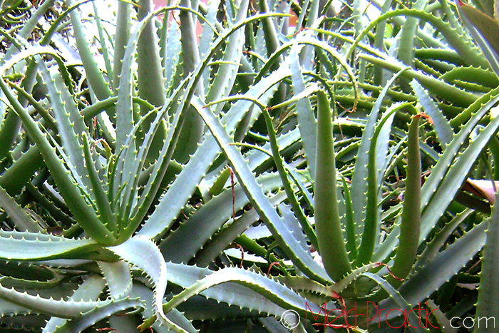 Հալվե &ndash; Алоэ - Aloe