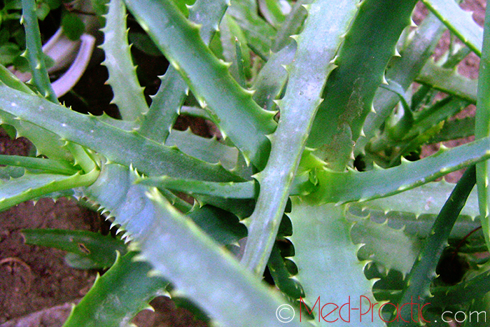 Հալվե &ndash; Алоэ - Aloe