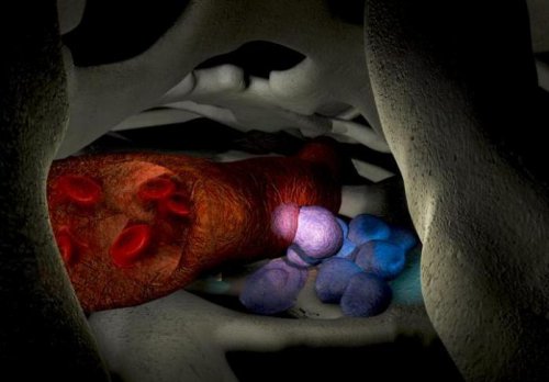 стволовые клетки