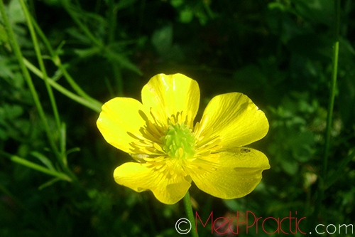 Գորտնուկ (Հրանուկ) - Лютик (Едкиж) - Buttercup (Ranunculus)