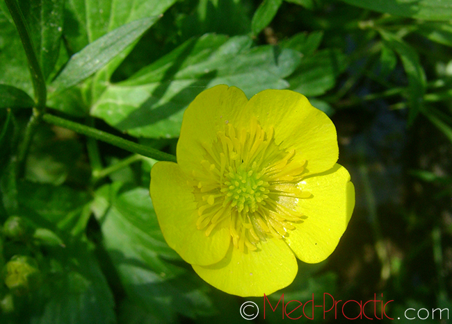Գորտնուկ (Հրանուկ) - Лютик (Едкиж) - Buttercup (Ranunculus)