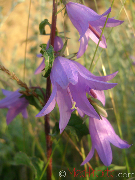 Զանգակ-ծաղիկ - Колокольчик - Campanula