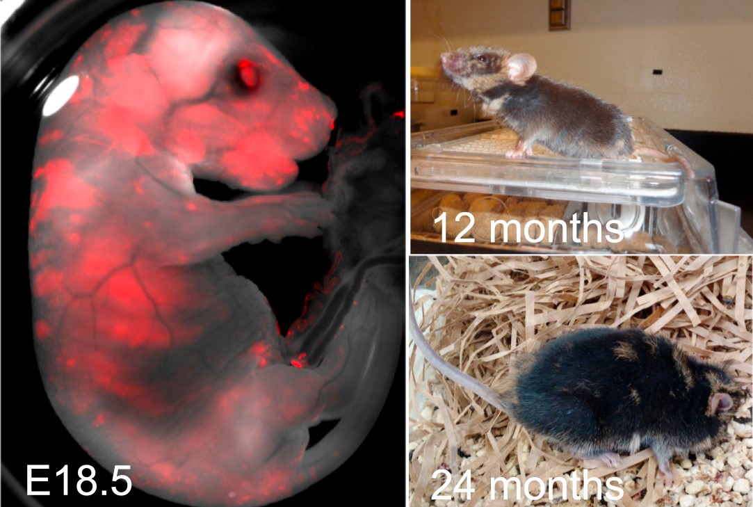  Фото: Salk Institute. Химера мыши и крысы.