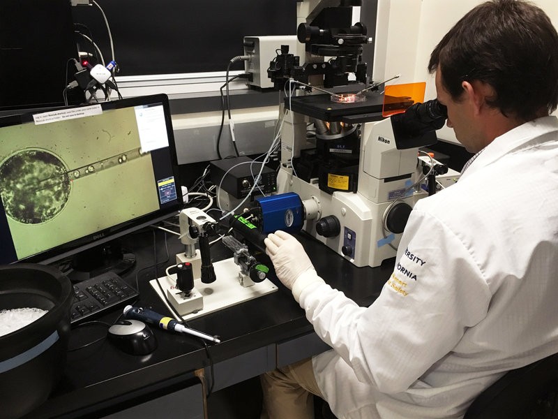 Фото: Rob Stein/NPR. Пабло Росс из Калифорнийского университета в Дейвисе вносит человеческие стволовые клетки в свиной эмбрион.