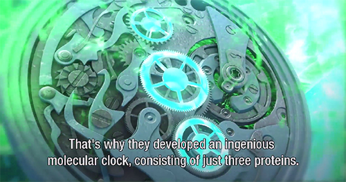  биологические часы бактерий