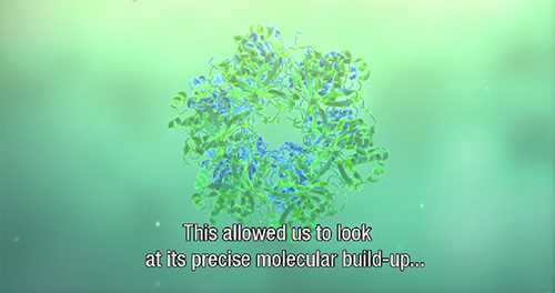 молекулярное строение бактерий