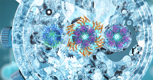 Бактерии распознают время суток
