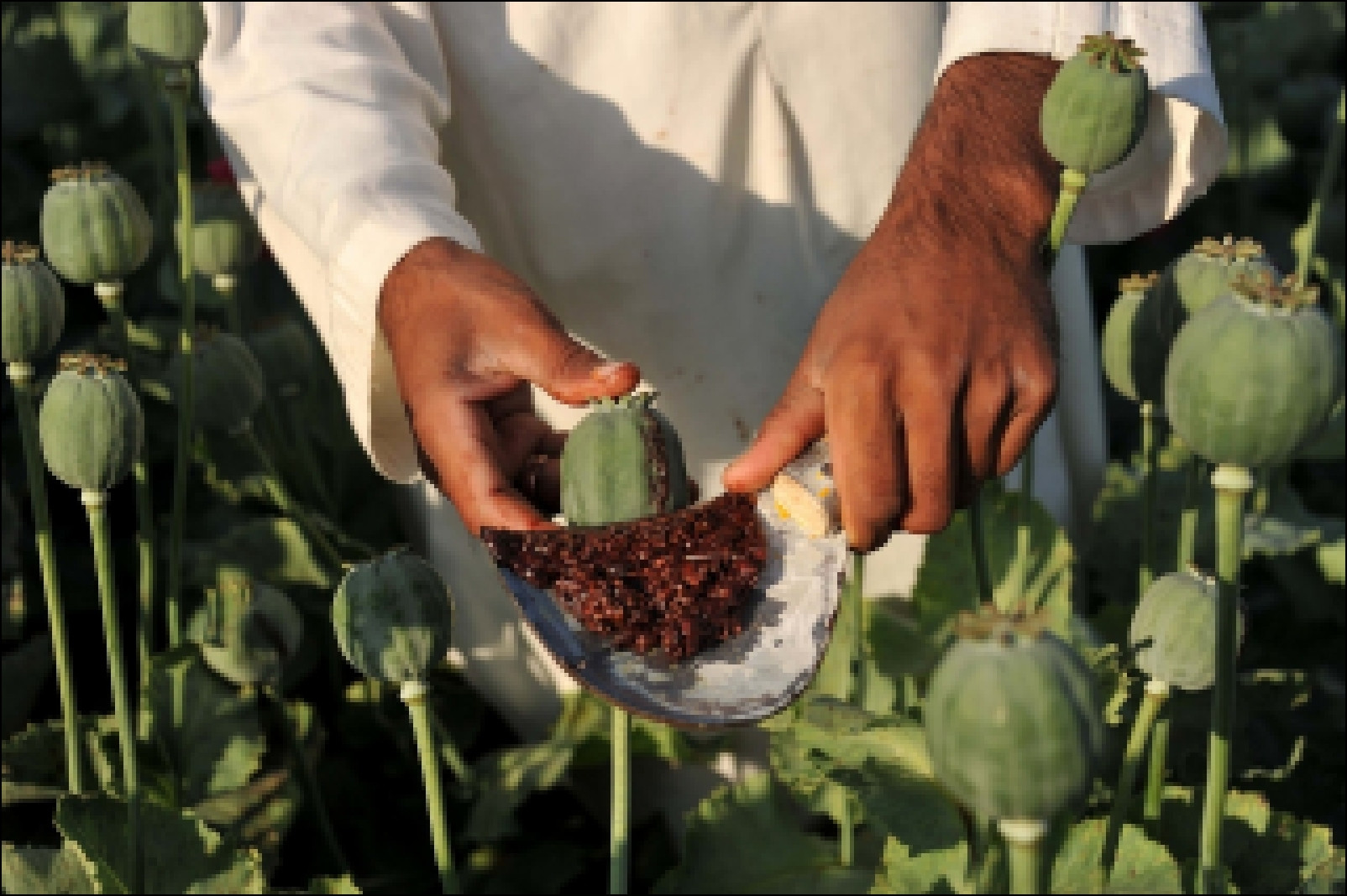 Как опийный мак вырабатывает морфин &ndash; открытие ученых