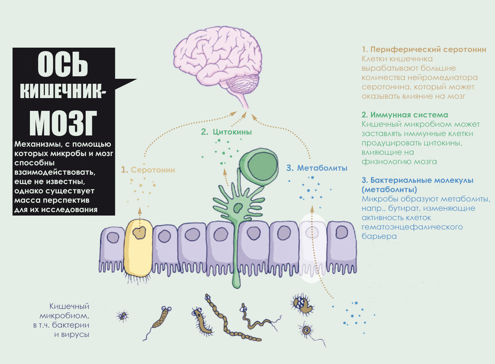 Кишечник &ndash; Второй мозг человека. Интервью физиолога Марко Радо 