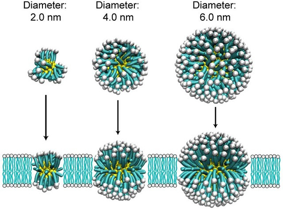 Учёные экспериментировали с разным диаметром золотых наночастиц, проникающих через клеточную мембрану (иллюстрация Reid Van Lehn/NANO Letters).